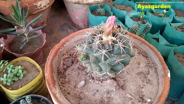 Gymno Cactus Care Tips: (Flowering, Watering, Propagation, Soil ,pups, fertilizer and many more) смотреть онлайн