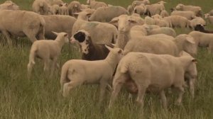 Ja malinkaja owetschka/ Я МАЛЕНЬКАЯ ОВЕЧКА