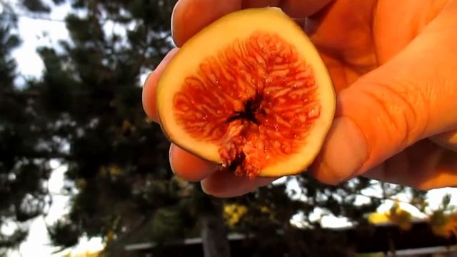 The Common Fig (Ficus carica) Natures Jelly Doughnut смотреть онлайн