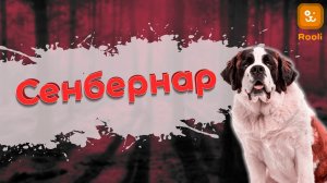 Сербернар щенки: особенности разведения и ухода за малышами.