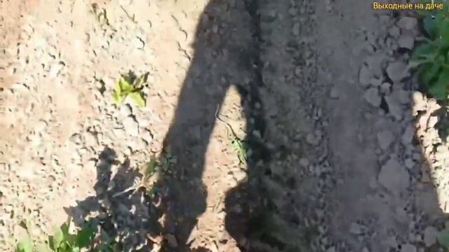 Выращивание картофеля с помощью мотоблока сезон 2022. смотреть онлайн