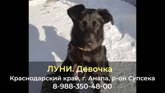 Пропала собака! ЛУНИ Краснодарский край , г. Анапа , р-он Супсека смотреть онлайн