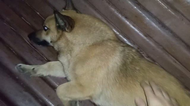 Сокол Соколович — Апокалипсис смотреть онлайн