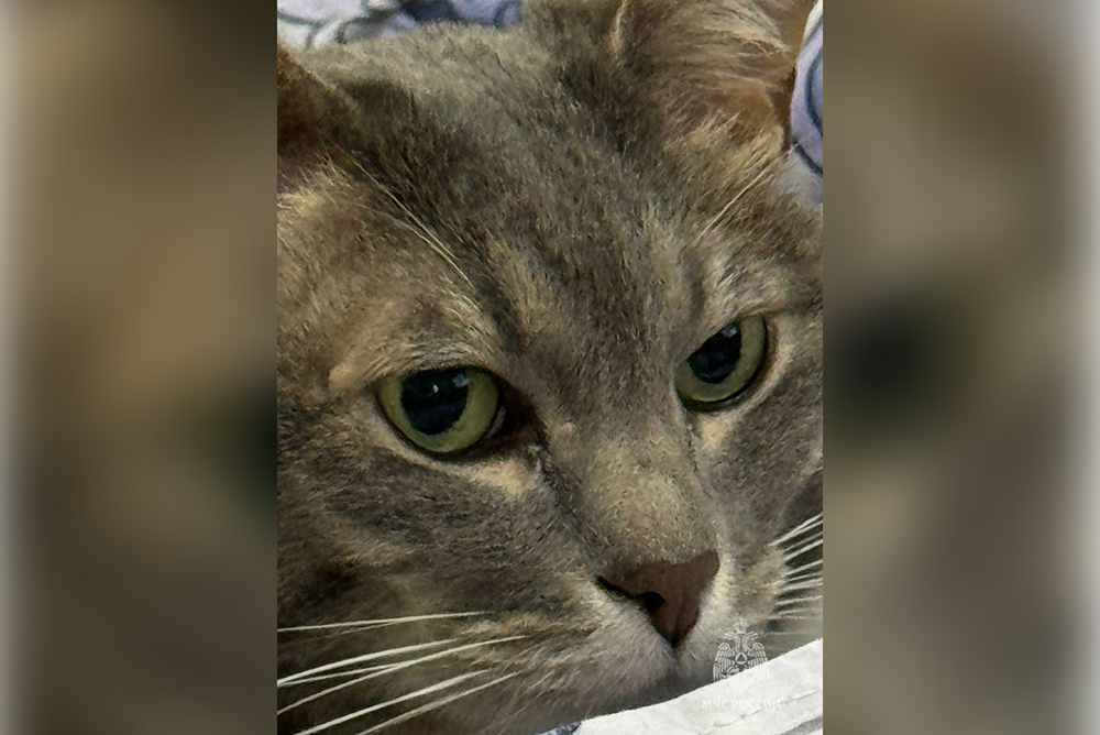 Кот Кузя спас 10-летнего хозяина, предупредив о пожаре / Город новостей на ТВЦ