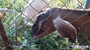 Все таки мы их купили.