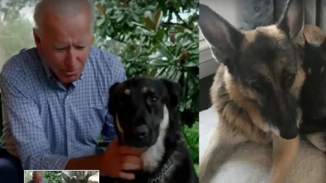 Bidens announce their 'beloved' German Shepherd Champ has died смотреть онлайн