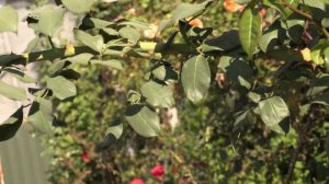 Роза Параде, плетистая роза, Питомник роз Полины Козловой rozarium.biz