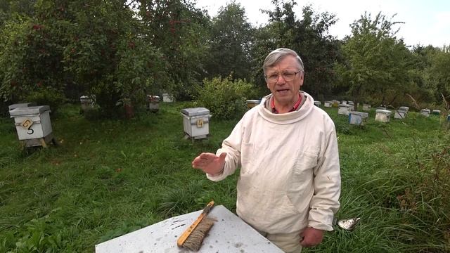 Закормили пчёл сиропом и пчёлы готовят место для клуба. Пасека Лаврова. смотреть онлайн