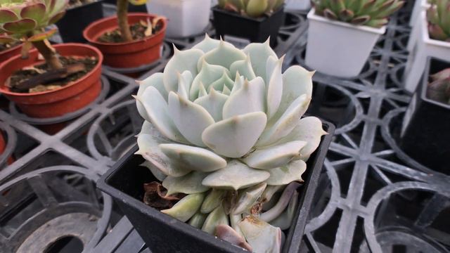 Succulent Plant 多肉植物小盆栽 蘿拉 смотреть онлайн