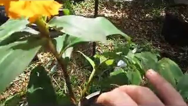 Fiery ginger (Costus cuspidatus) information смотреть онлайн