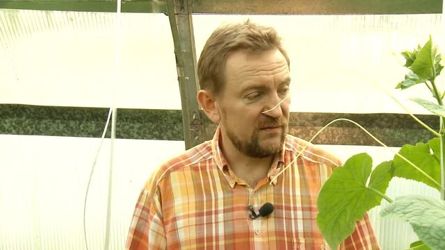 Как использовать скошенную траву на дачном участке? смотреть онлайн