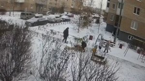 В Питере собака без поводка и намордника разорвала маленького пса и покусала его хозяина.