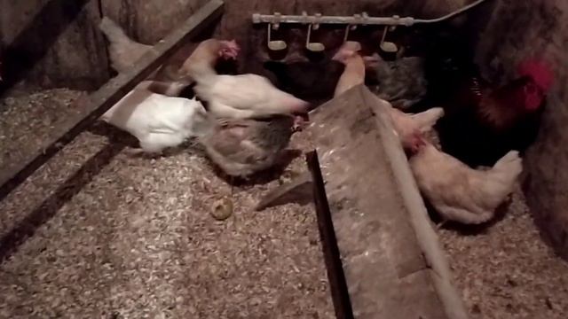Наши перепела и курочки. Вечернее кормление. смотреть онлайн