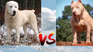 Алабай против Питбуля#dog #версус #собачьибои#алабайпротивпитбуля