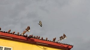 НИКОЛАЕВСКИЕ ГОЛУБИ: сколько людей,столько и мнений.....