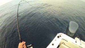 How to use a Baitrunner - SHIMANO FISHING