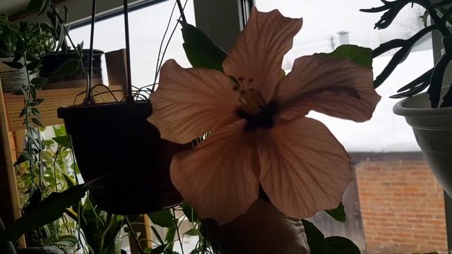 Дом в цветах// Мои цветы// Подарок на новый год. смотреть онлайн