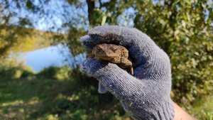 Серая или обыкновенная жаба крупным планом