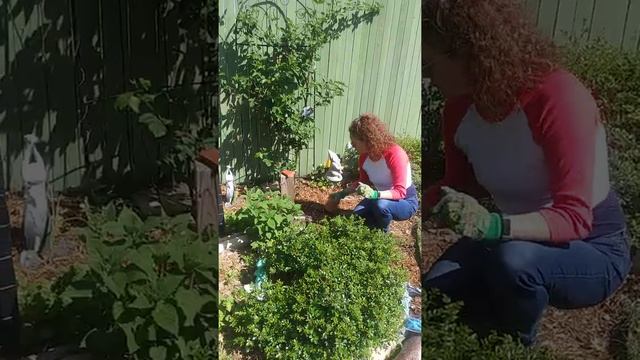 Adding cedar mulch смотреть онлайн