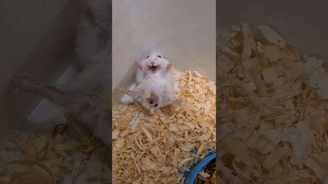 джунгарик кричит/ pet/angry hamster/ сломался/ Джунгарский хомячок/ опять кричит/ Hamster.