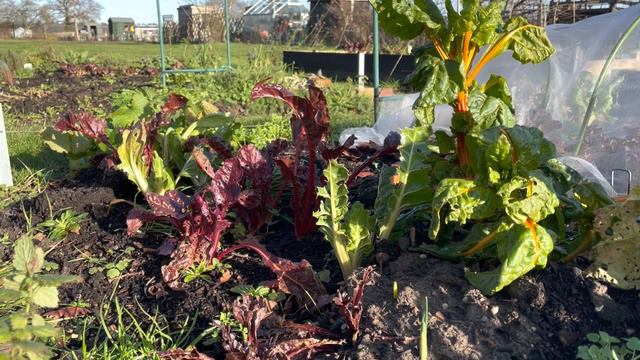 Allotment Tour - Gennaio 2021: Neve o non neve? смотреть онлайн
