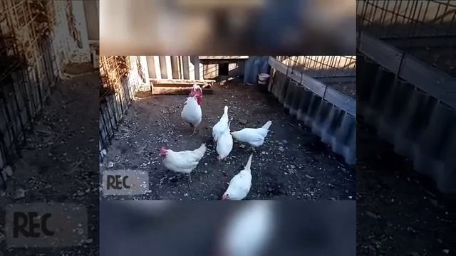 Ролик о самоизоляции в частном секторе юнкора Беллы Карапетян смотреть онлайн