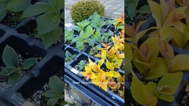 Черенкование японской спиреи #flower #cute #garden смотреть онлайн