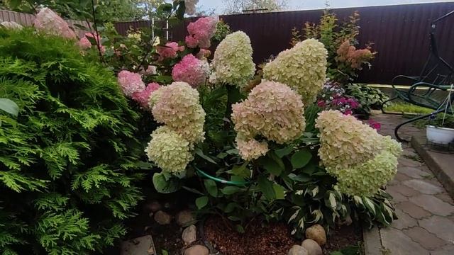Гортензия метельчатая Меджикал Кендл (Hydrangea paniculata `Magical Candle`) зарумянилась ?