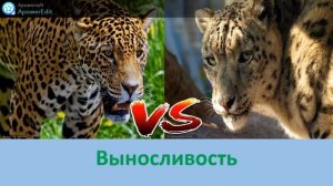 ЯГУАР ПРОТИВ СНЕЖНОГО БАРСА SNOW LEOPARD VS JAGUAR WHO IS STRONGER