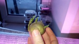 ? Как обновить картофель ростками? Проращивание картофеля перед посадкой.