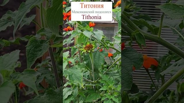 Титония или мексиканский подсолнух (Tithonia).?