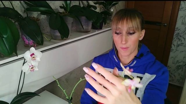 ОРХИДЕИ из АЗИИ спустя ПОЛГОДА /от ПОЛУЧЕНИЯ до ЦВЕТЕНИЯ/ Hsin Spot Leopard peloric, Kaoda Twinkle.
