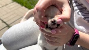 Обзор Щенков ЧИХУАХУА.Гуляем, смотрим прикус, вес у чихуахуа в 3 месяца. Chihuahua Puppy