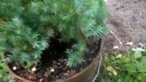 Обрезала нижние ветки у можжевельника, обнаружила там два ствола и лягушку во дворе.