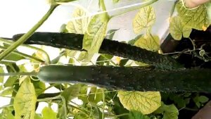 огурец шанхайский молодец