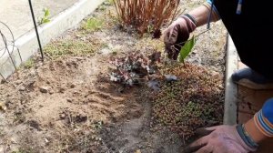 Гейхера.Очаровательное растение.Делим.Пересаживаем.Гейхера в цветнике.Гейхера на горке.Сад.Дача.