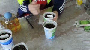 Самый лучший способ прорастить семена.Проващиваем семена в улитках.Супер способ