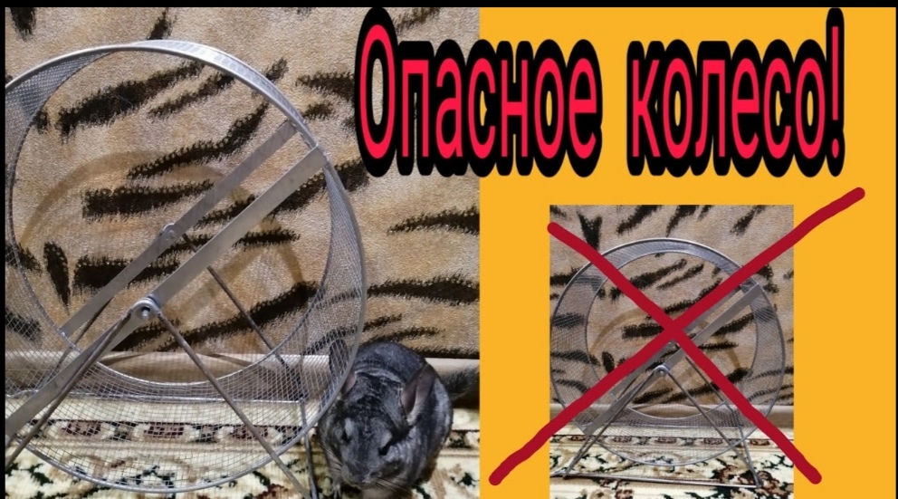 Колесо для шиншиллы 40 см. Опасное колесо.