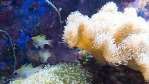 Aquarium 4K VIDEO (ULTRA HD) ? Sea Animals With Relaxing Music - Rare & Colorful Sea Life Video