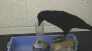 Птица ворона - самая умная