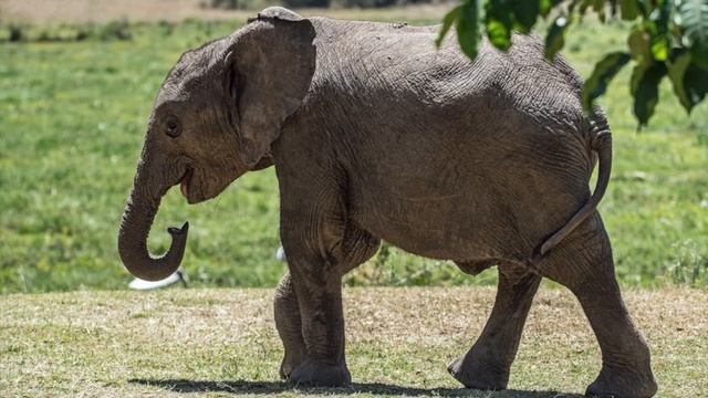 Редьярд Киплинг. Слоненок смотреть онлайн