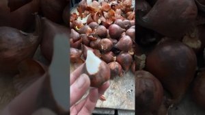 Чистить или не чистить? Луковицы тюльпана в скорлупе)