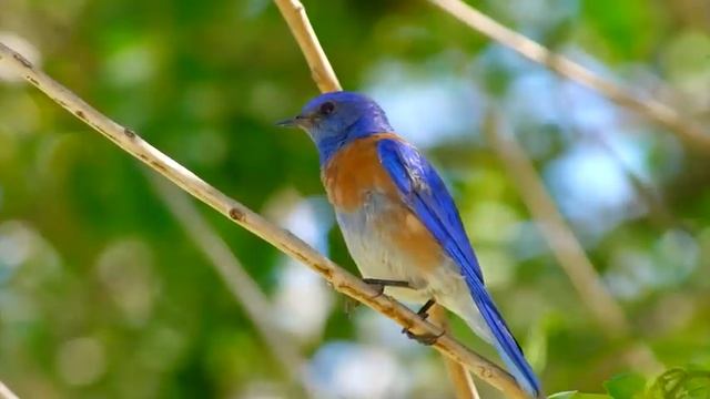 Relaxing Bird Songs - (No Music) Singing Nightingale Bird, Best Bird Song смотреть онлайн