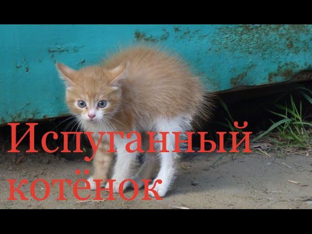 Испуганный котёнок