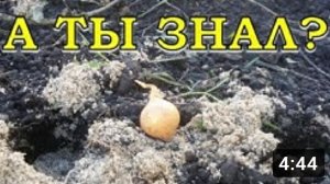 Особенности посадки лука под зиму???