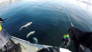 Одна поклевка ТРИ рыбы, но почему у соседа?!