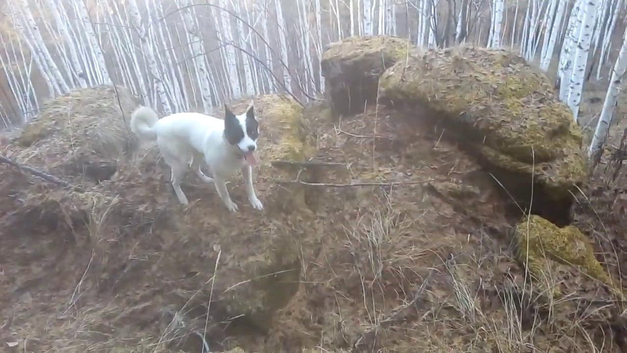 Минисюжет. Осенняя прогулка с собакой. Сопки, скальники.