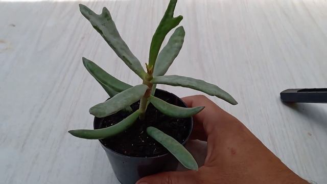 Chifre de Alci cotyledon orbiculata смотреть онлайн