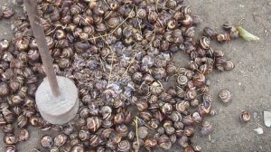 Эффективный способ борьбы с виноградными улитками.