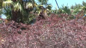 Частный дом "Живой уголок" на улице Калараш в Лазаревском, рядом с Центральным парком. SOCHI RUSSIA